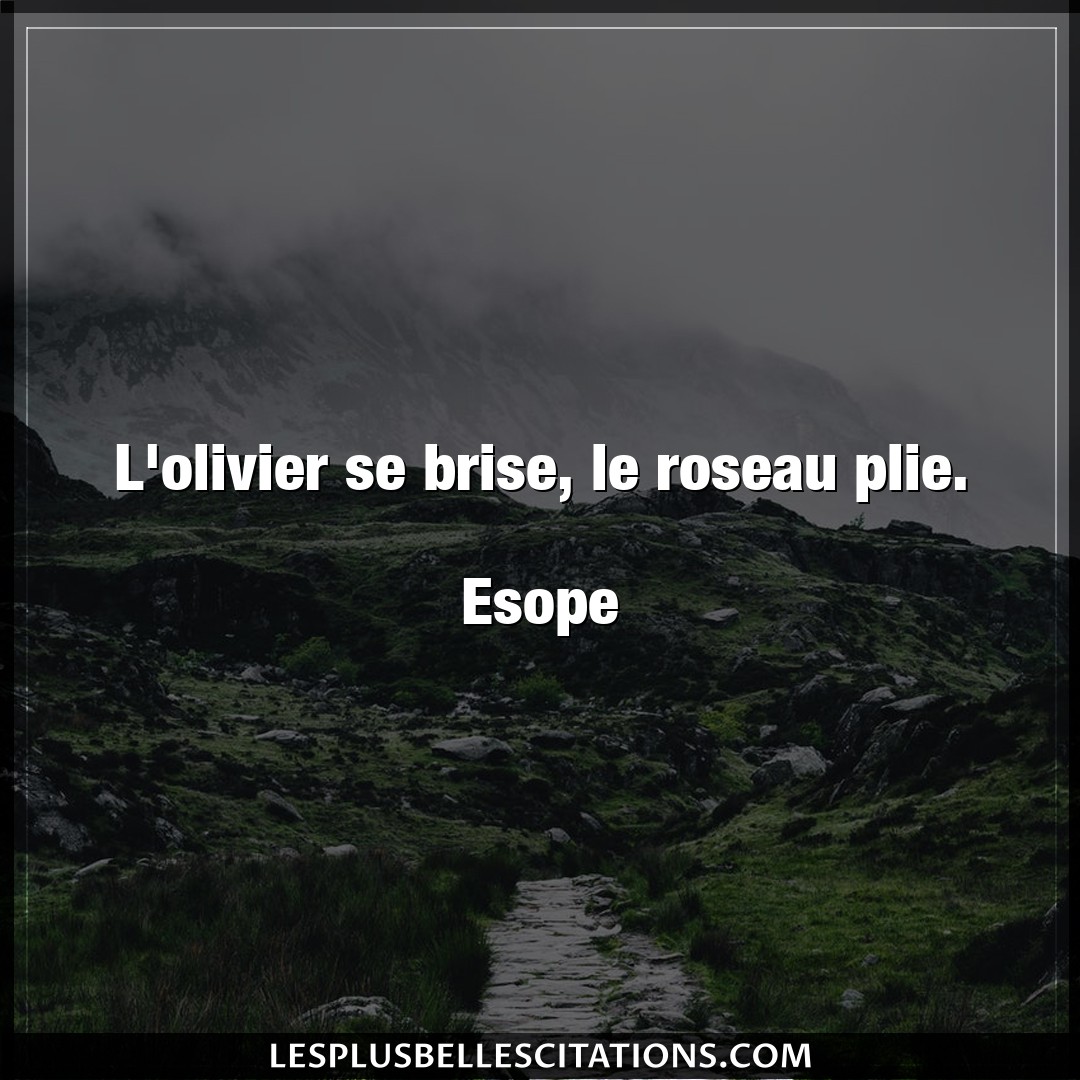 Citation Esope Roseau L Olivier Se Brise Le Roseau Plie Esope